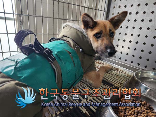 한국동물구조관리협회_441559202500045