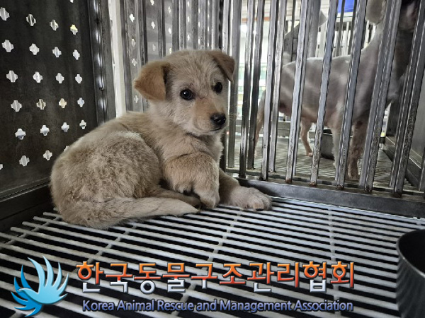한국동물구조관리협회_441409202500054