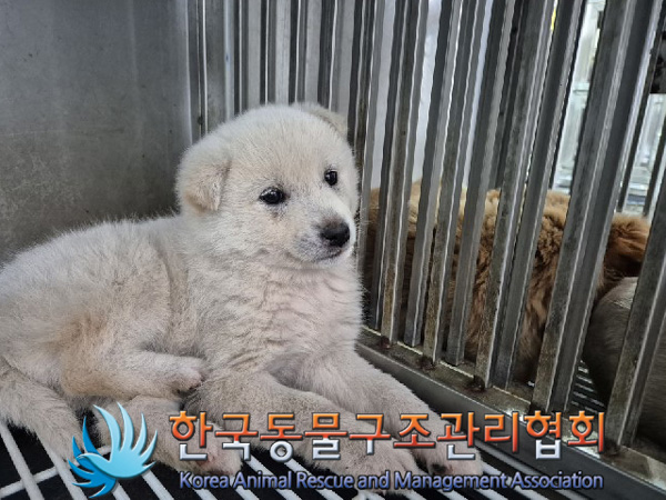 한국동물구조관리협회_441409202500055
