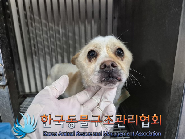 한국동물구조관리협회_441559202500040