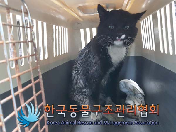 한국동물구조관리협회_441559202500047