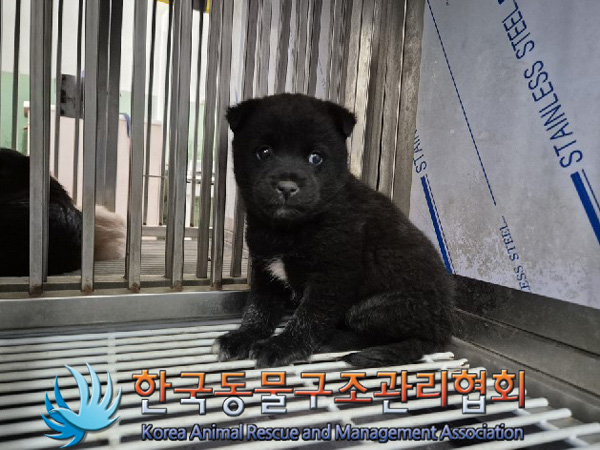 한국동물구조관리협회_441409202500053