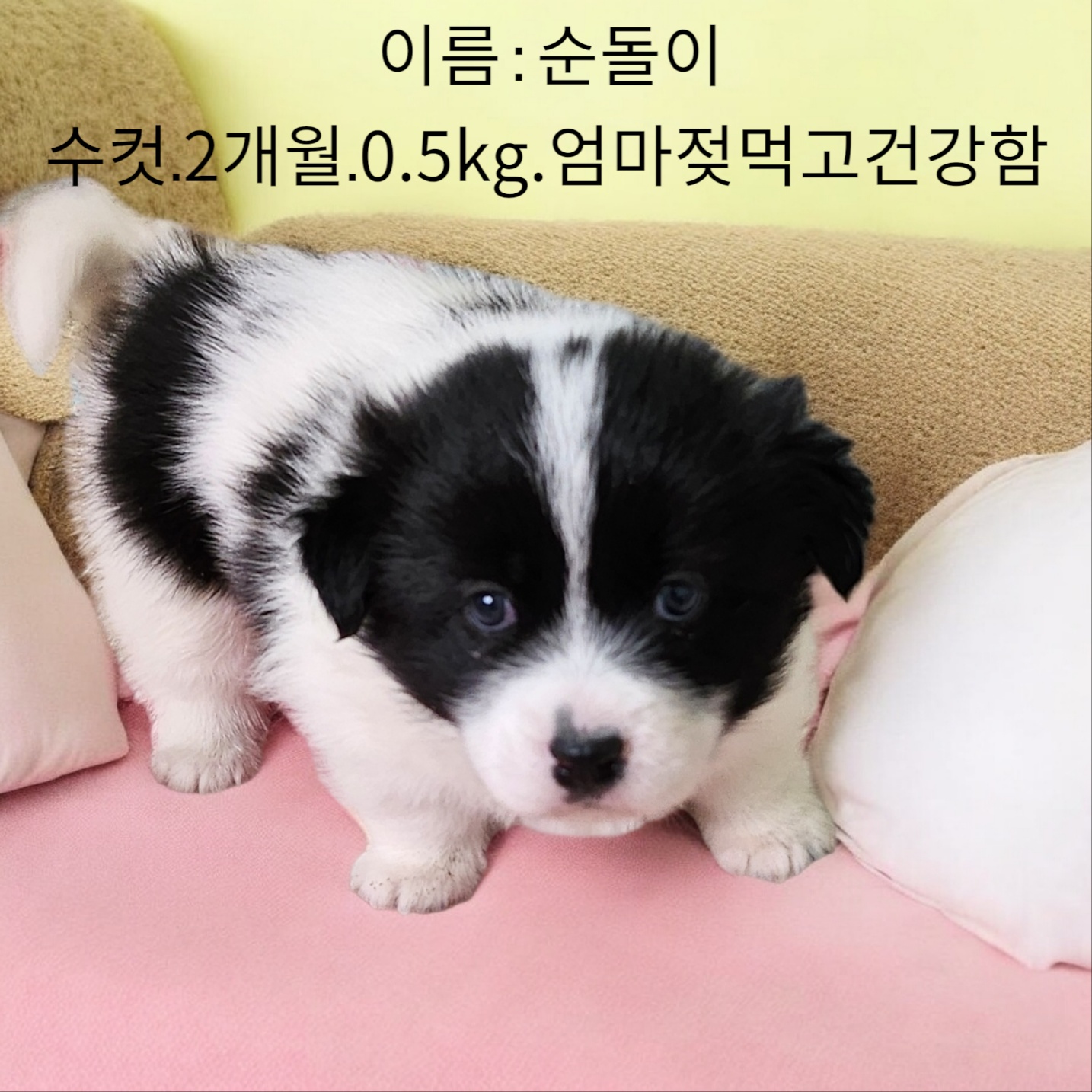 성주유기동물보호센터_447521202500039