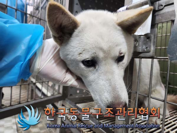 한국동물구조관리협회_441406202500035