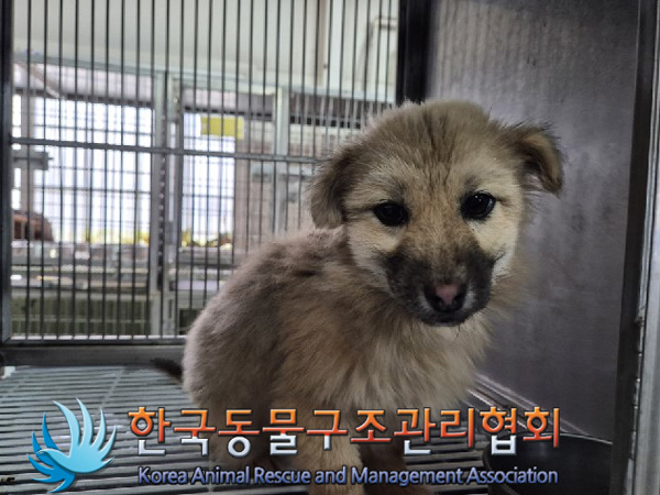 한국동물구조관리협회_441560202500053