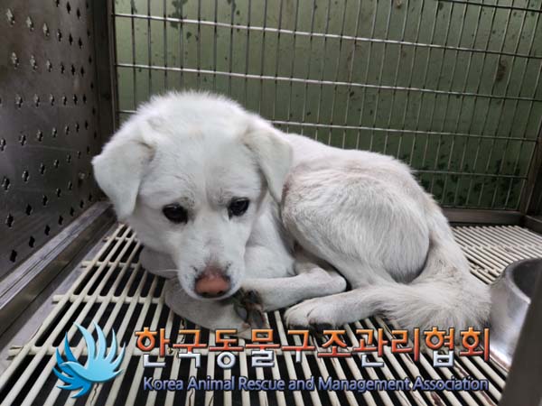 한국동물구조관리협회_441406202500036