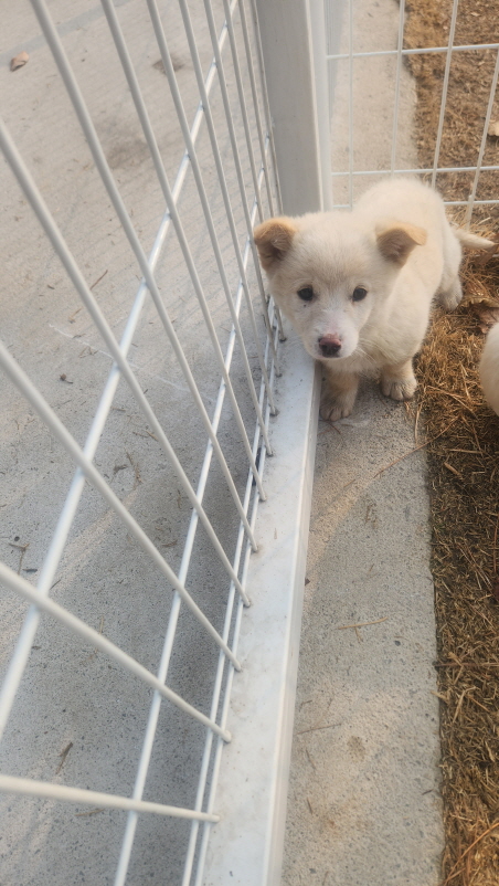 익산유기동물보호소_445468202500118