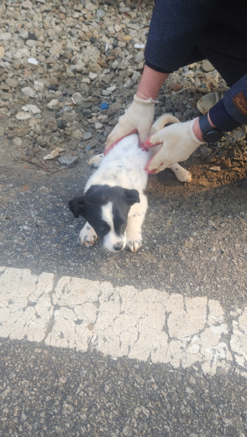 익산유기동물보호소_445468202500116