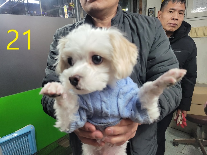 신영재동물병원_428355202500020