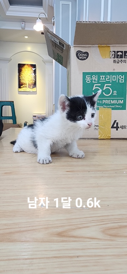 보호중 한국 고양이…