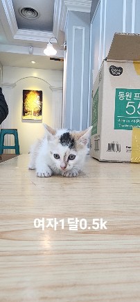 옥천동물병원_443443202500026