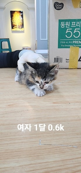 옥천동물병원_443443202500025