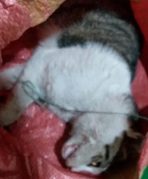 대구유기동물보호센터_427342202500013