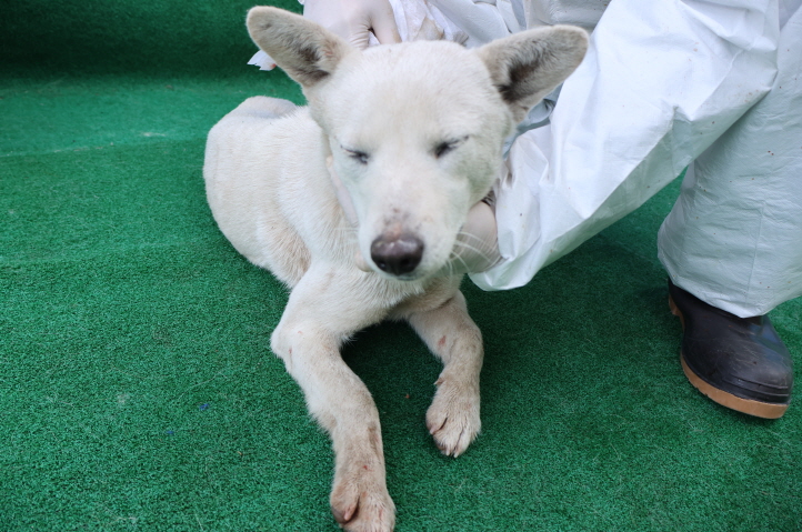 제주 동물보호센터_450650202500193