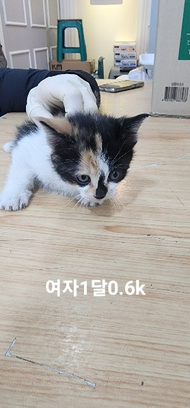 옥천동물병원_443443202500024