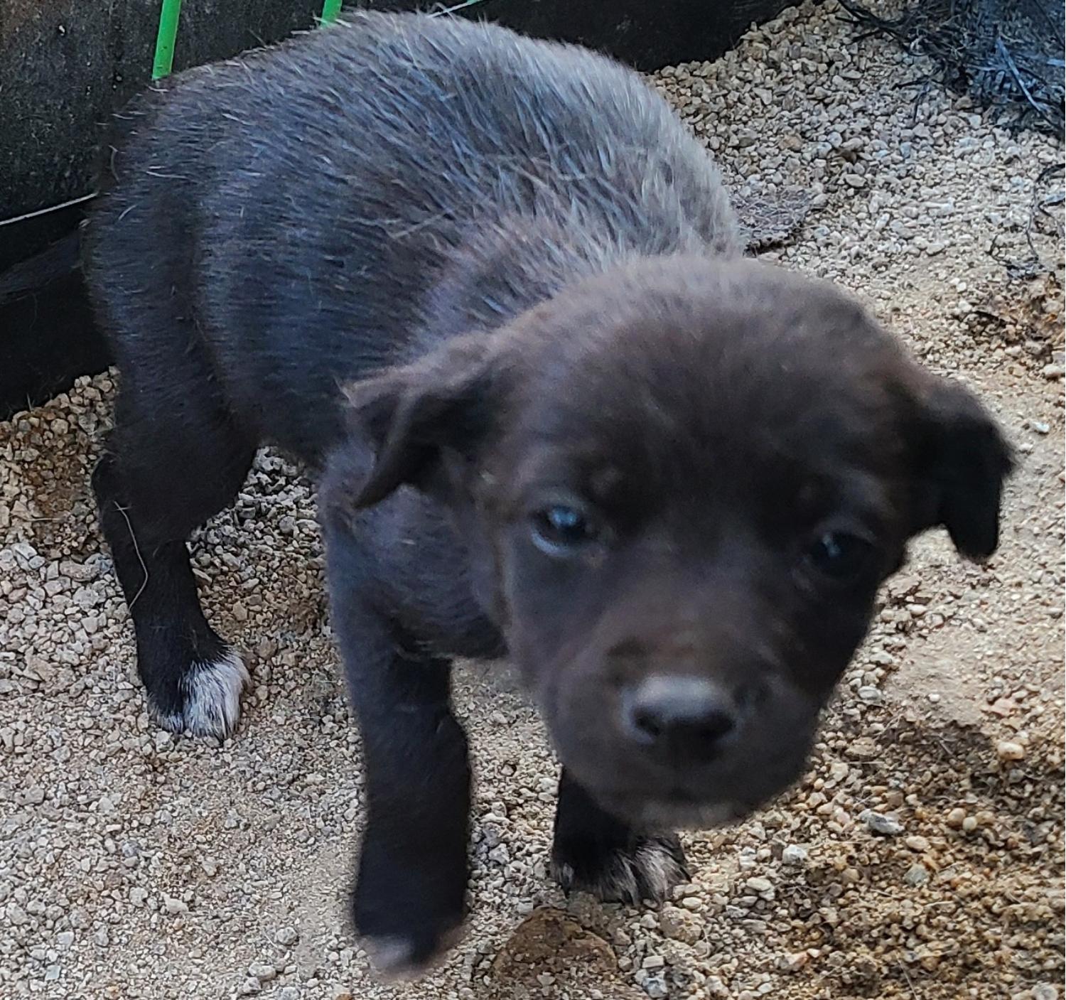 푸른곡성21동물보호소_446486202500009