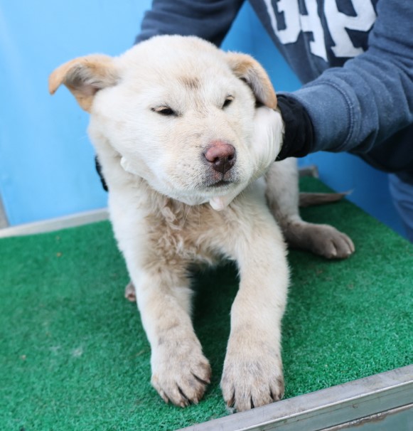 제주 동물보호센터_450650202500198