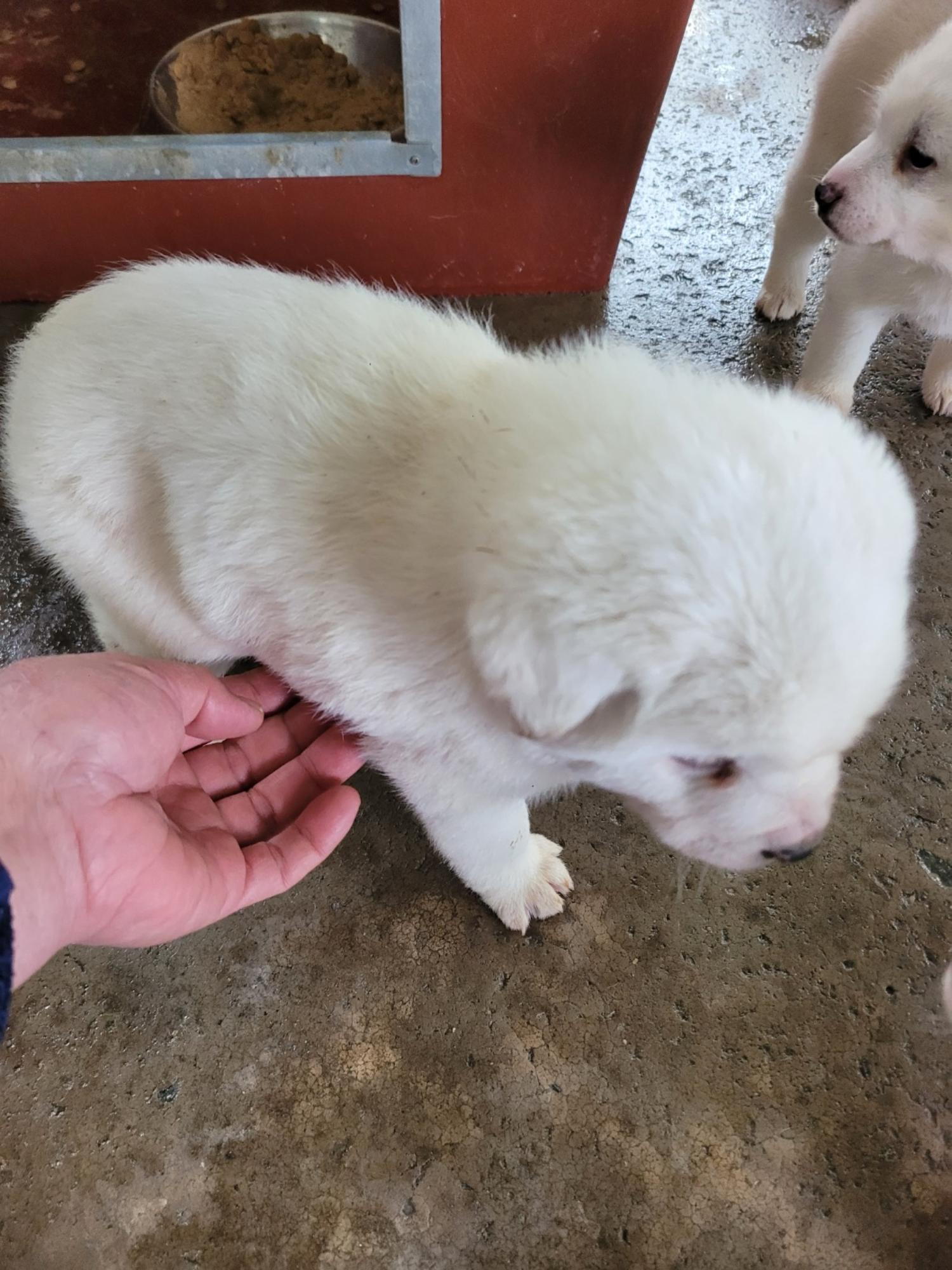 유기동물임시보호센터_446499202500013