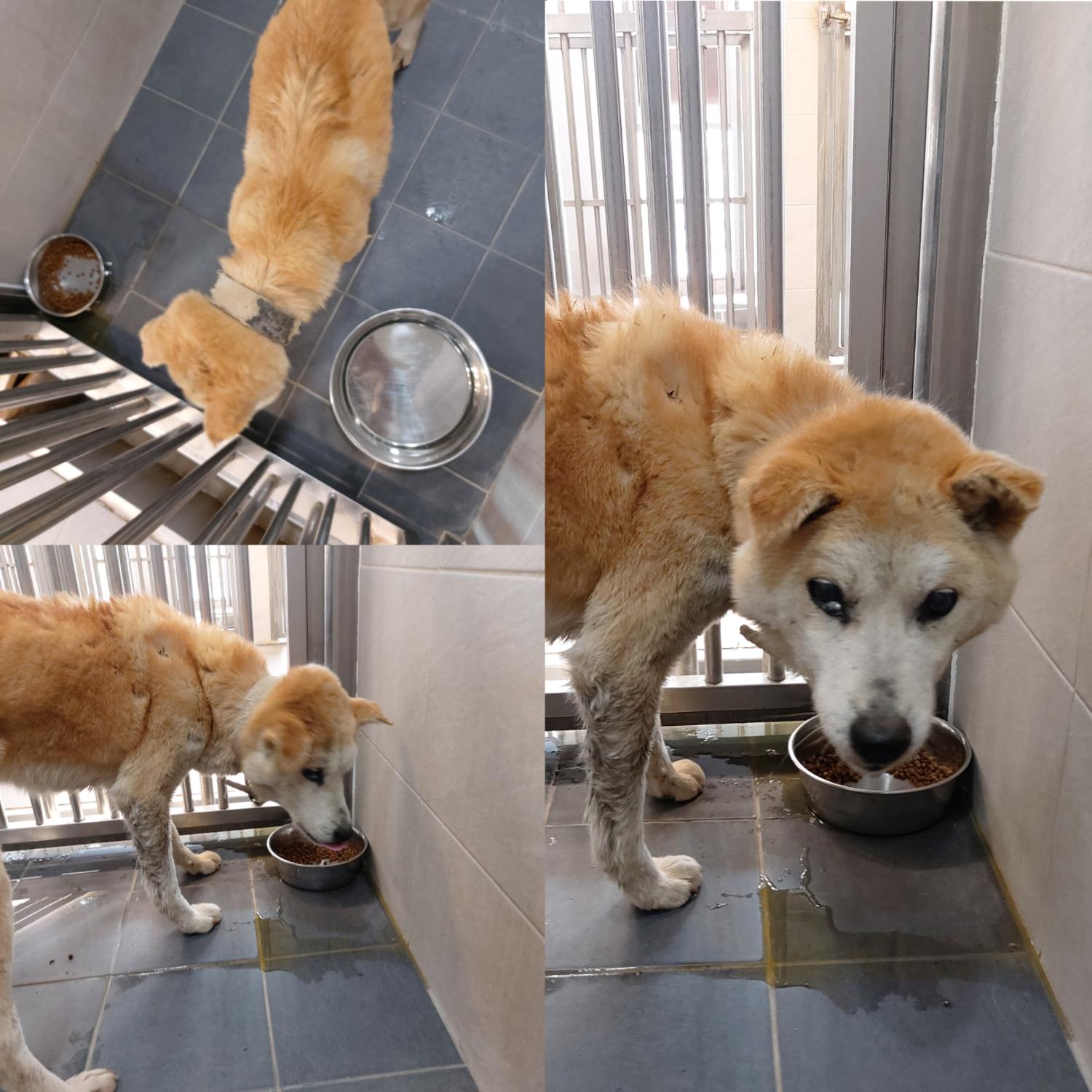 경주동물사랑보호센터_447505202500064