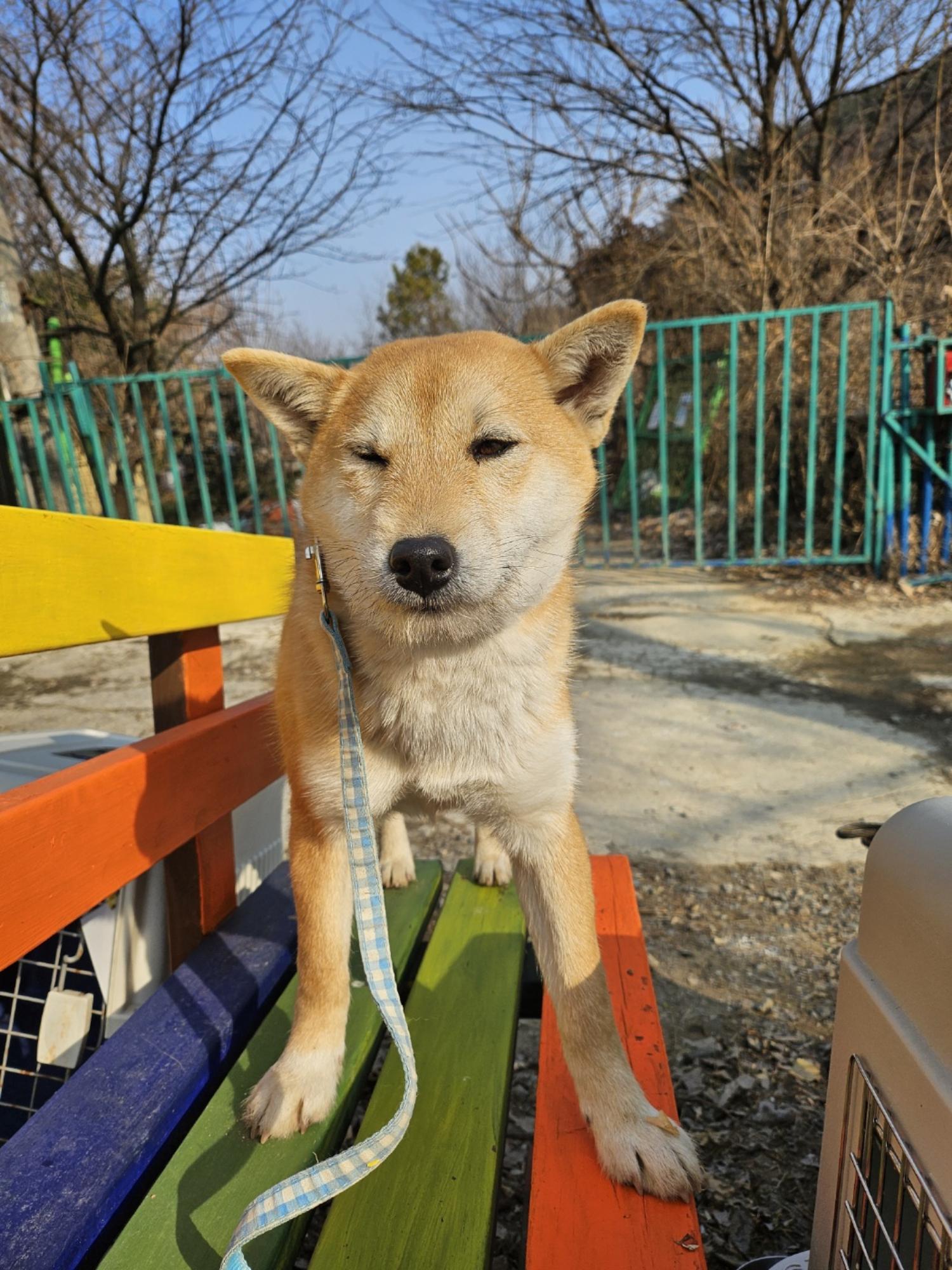 울산유기동물보호센터_431373202500049