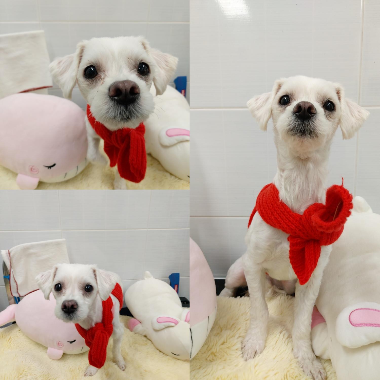 경주동물사랑보호센터_447505202500063