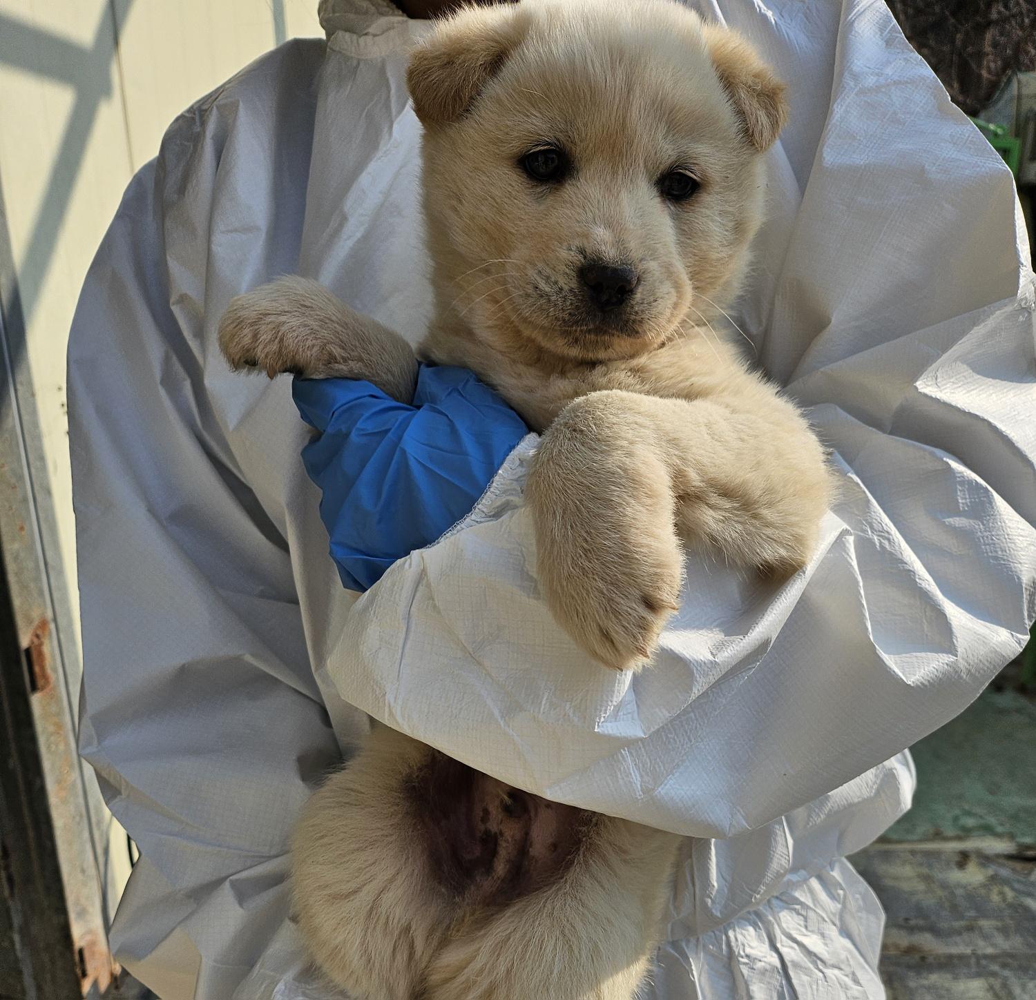 울산유기동물보호센터_431373202500053