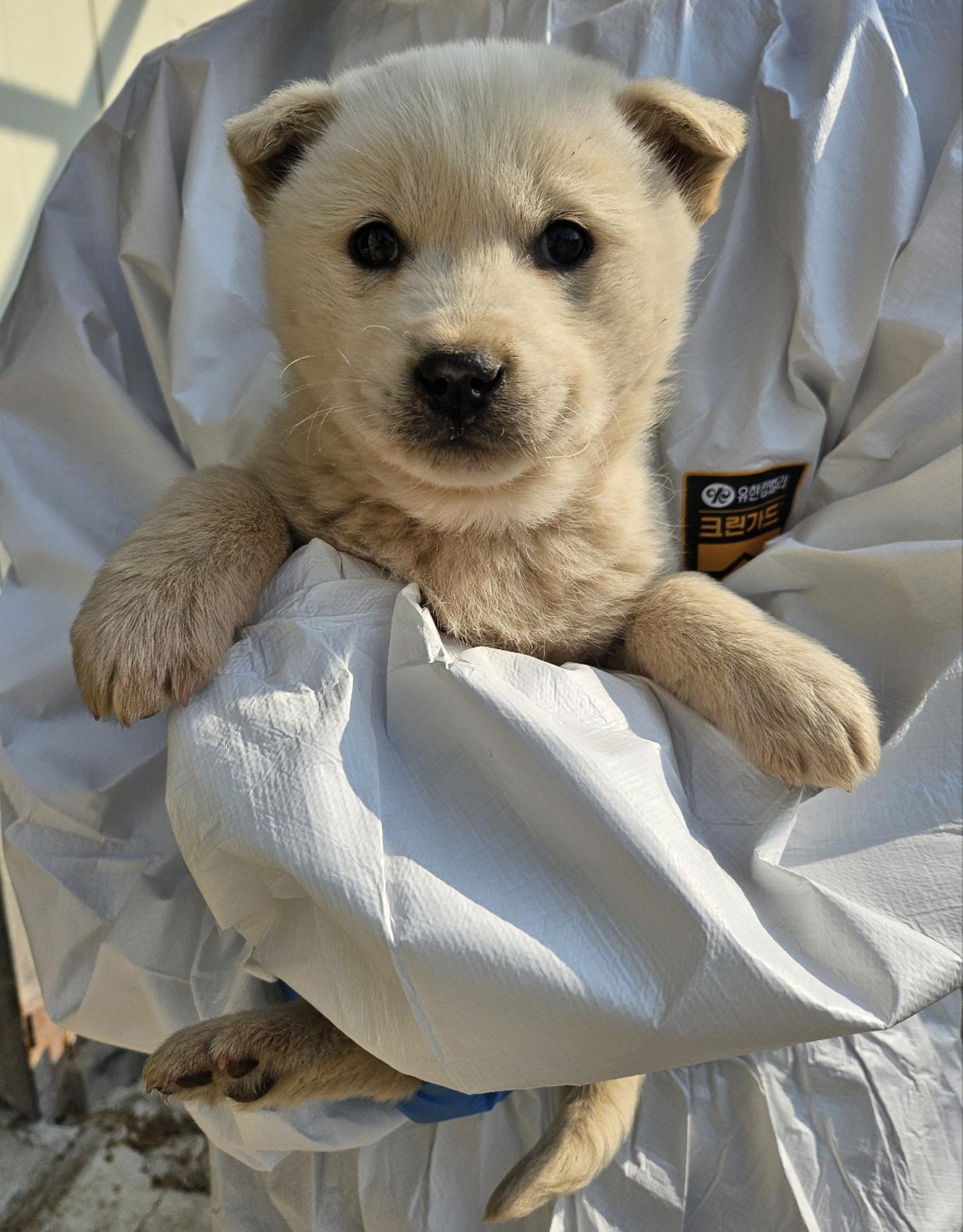 울산유기동물보호센터_431373202500054