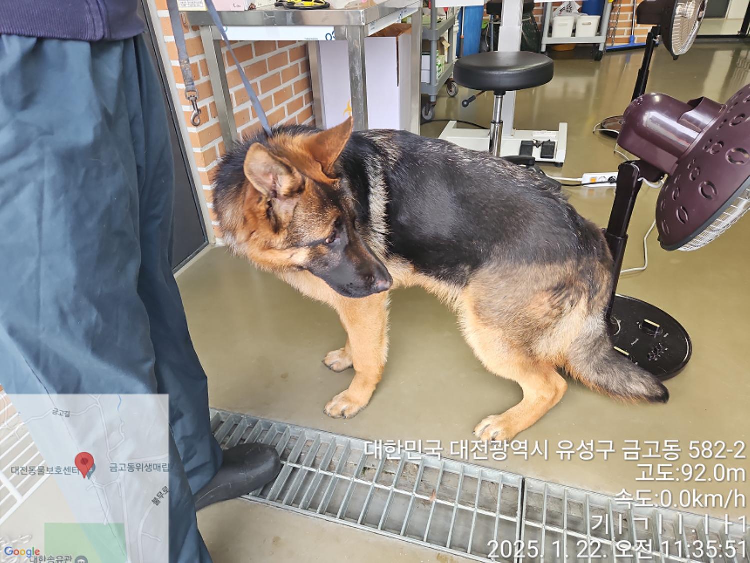 대전동물보호센터_430368202500011