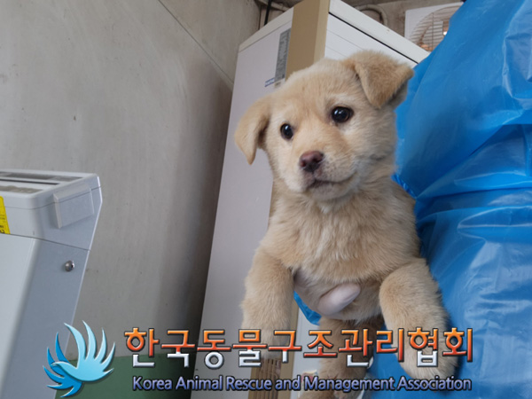 종료(안락사) 믹스…