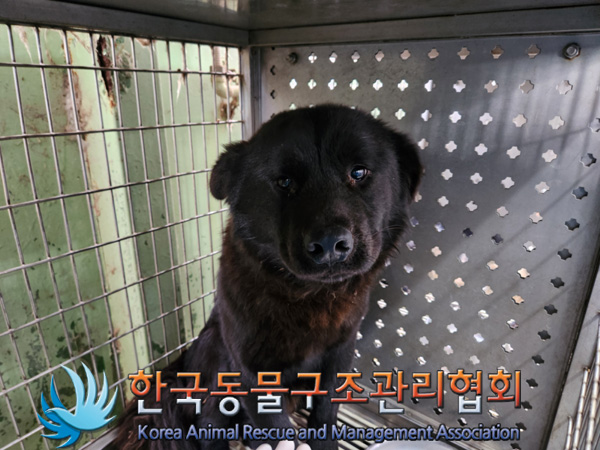 한국동물구조관리협회_441414202500014