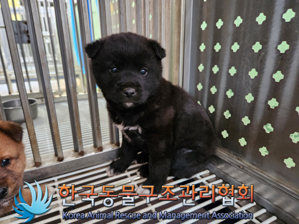 한국동물구조관리협회_441409202500061