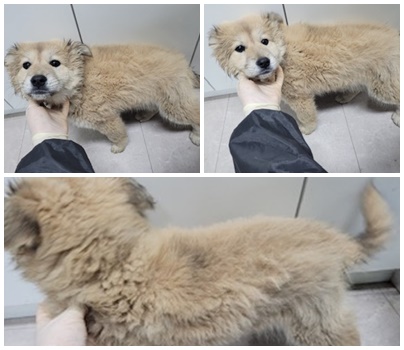 논산시 동물보호센터_444454202500063