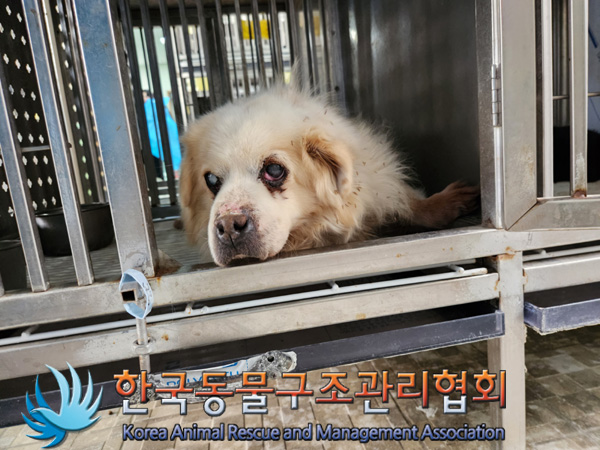 한국동물구조관리협회_441559202500049