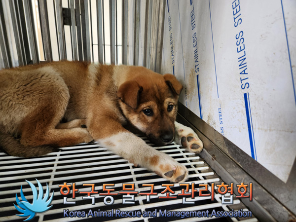 한국동물구조관리협회_441414202500013