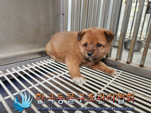 한국동물구조관리협회_441409202500062