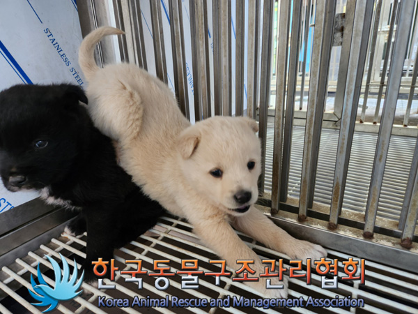 한국동물구조관리협회_441409202500060