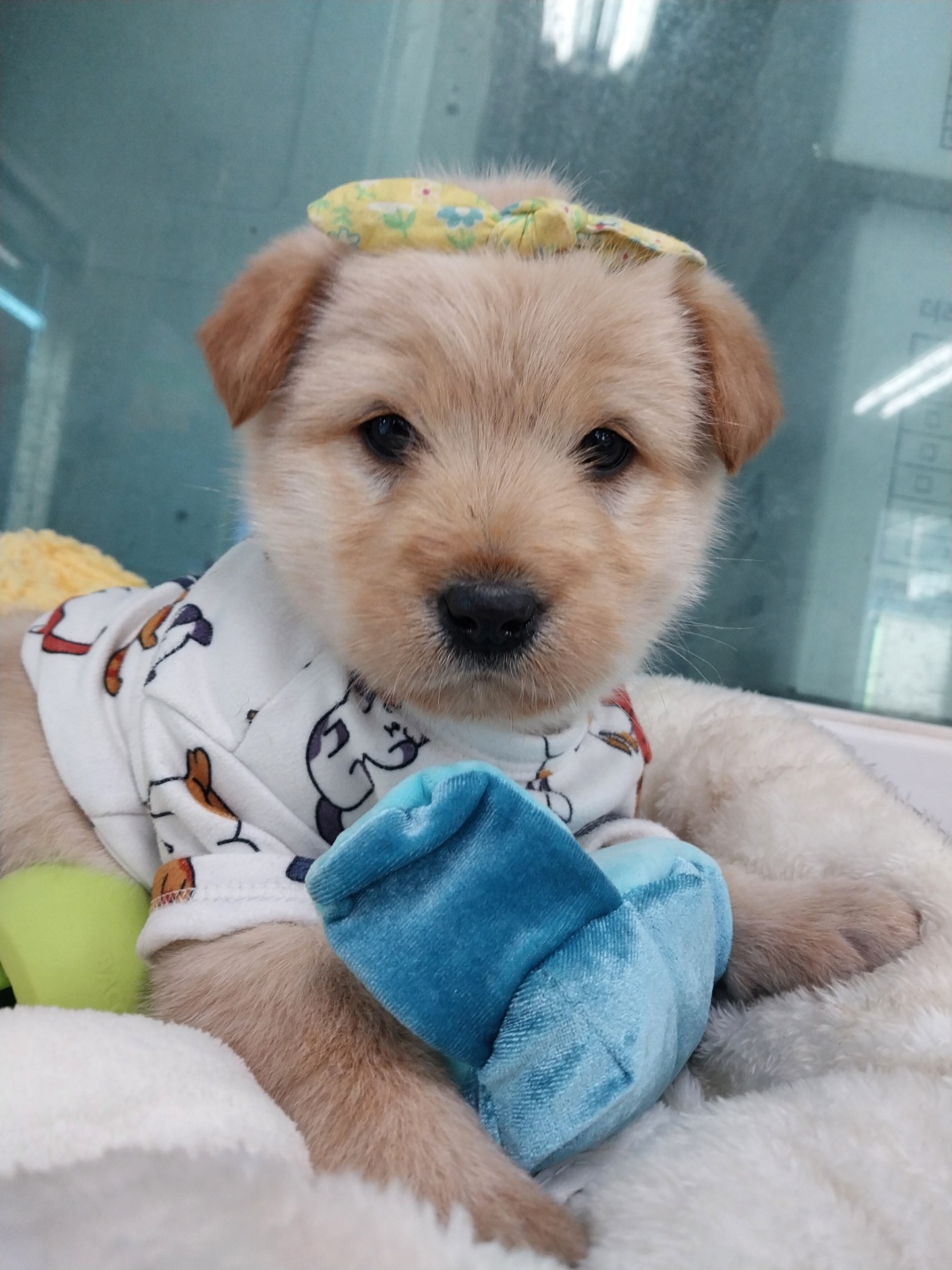 거제시유기동물보호소_448537202401319