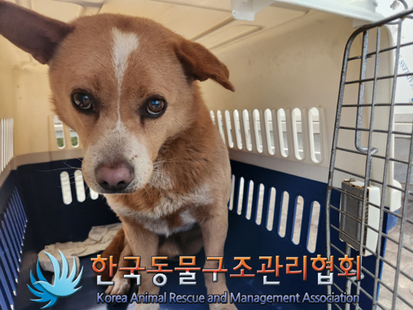 한국동물구조관리협회_441406202500037