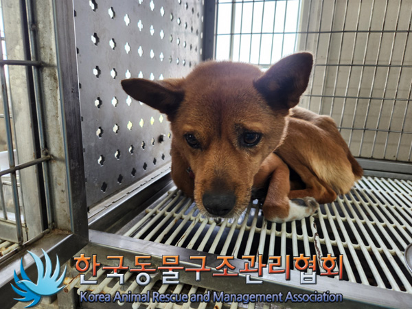 종료(안락사) 믹스…