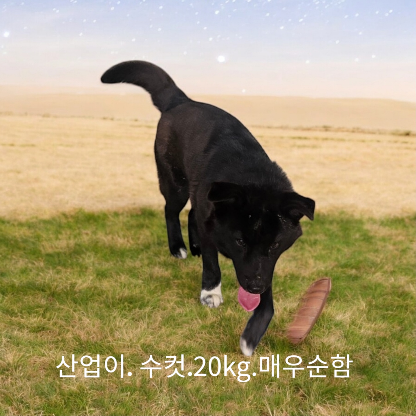 성주유기동물보호센터_447521202500051