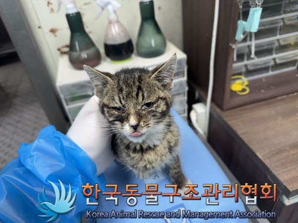 한국동물구조관리협회_441382202500016