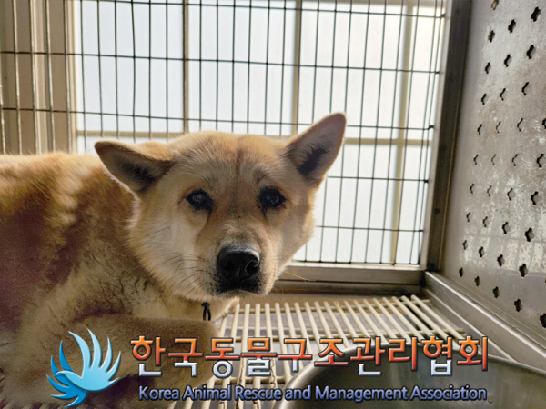 한국동물구조관리협회_441560202500054