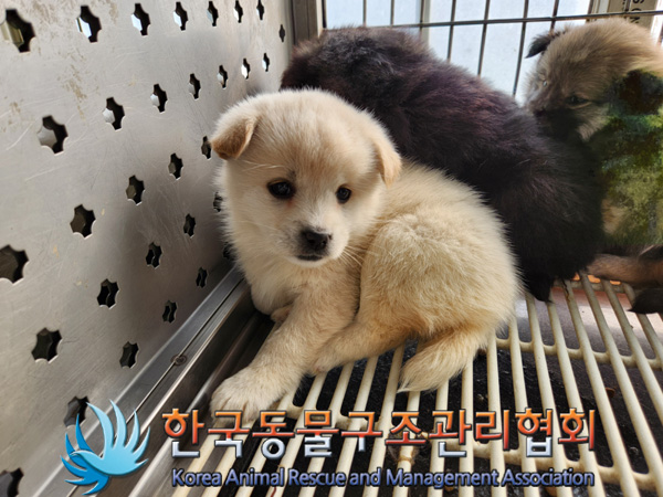 한국동물구조관리협회_441404202500009