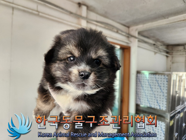 한국동물구조관리협회_441404202500007