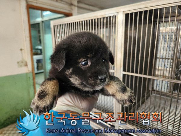 한국동물구조관리협회_441404202500005