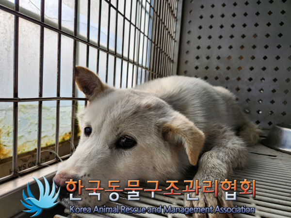 한국동물구조관리협회_441409202500063