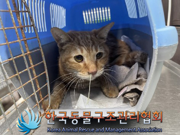 한국동물구조관리협회_411316202500005