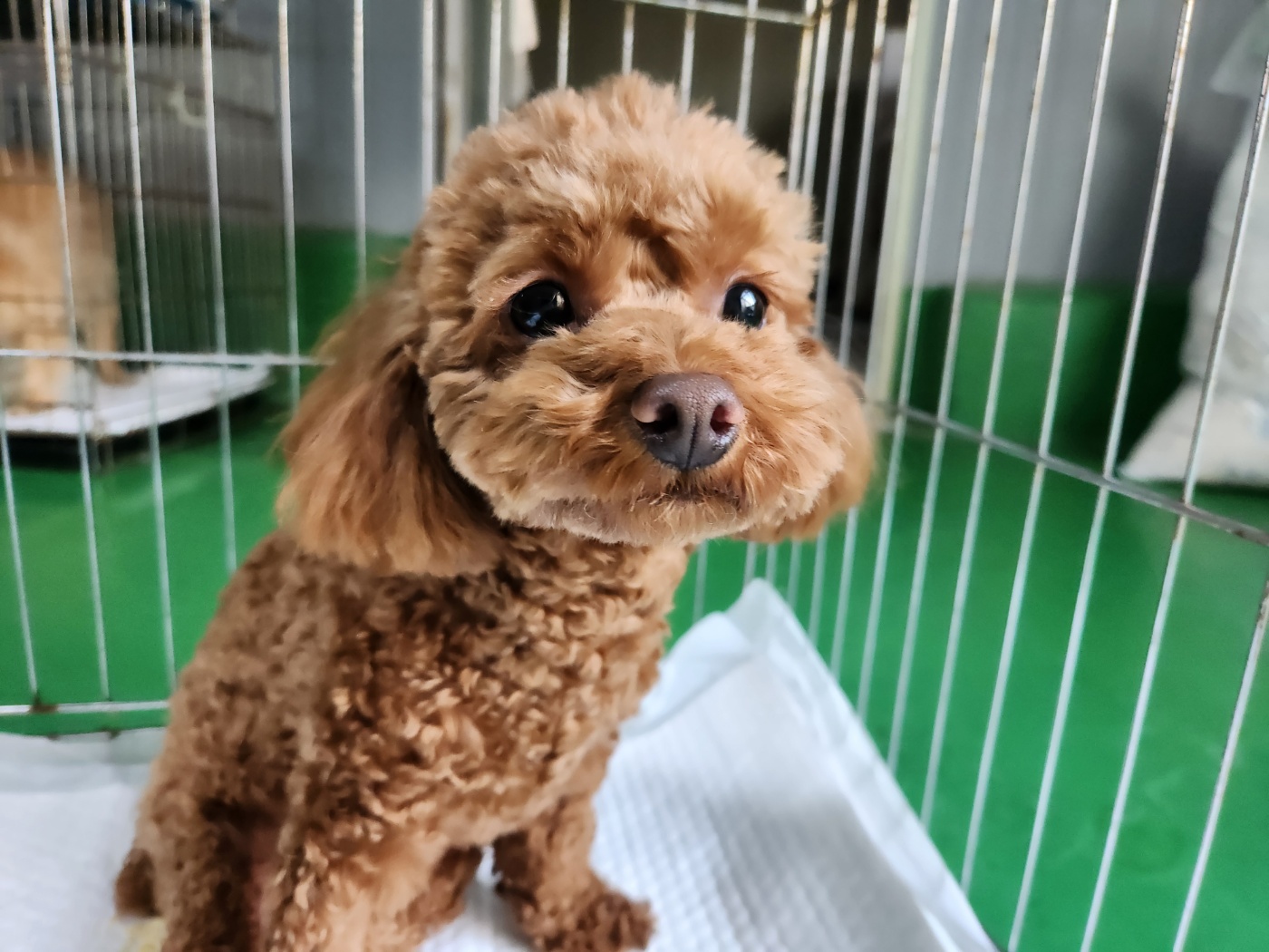 한국야생동물보호협회_441393202500037