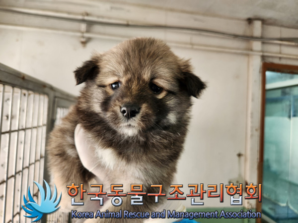 한국동물구조관리협회_441404202500008