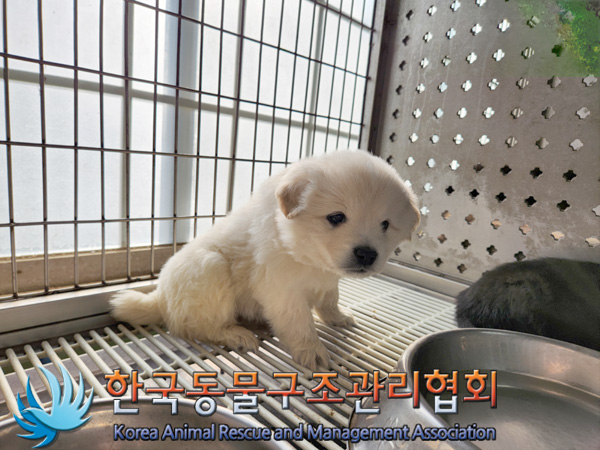 한국동물구조관리협회_441404202500006